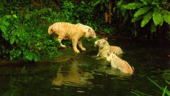 Nature animals tigers singapore zoo wallpaper