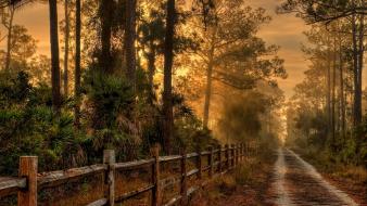 Trees paths spring glow dawning autumn leaves wallpaper