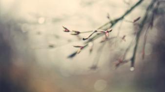 Water drops depth of field branches season wallpaper