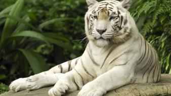White tiger pictures wallpaper