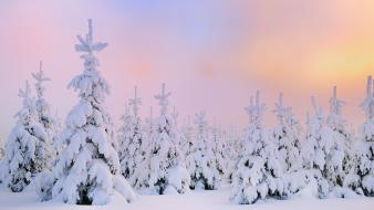 Winter forests wallpaper