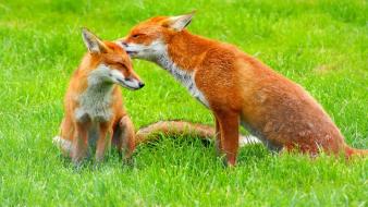 Animals baby foxes wallpaper