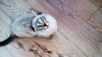 Animals blue eyes cats looking up wooden floor wallpaper