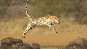 Animals cheetahs jump wallpaper