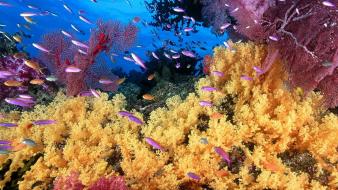 Animals coral reef wallpaper