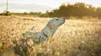 Animals dogs fields wallpaper