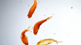 Animals fish goldfish wallpaper