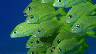 Animals fish school wallpaper