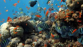 Animals fish sea anemones sealife wallpaper