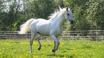 Animals horses white horse wallpaper
