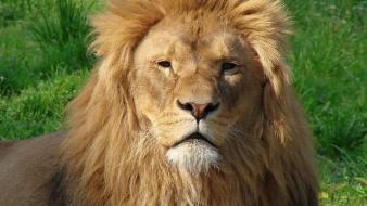 Animals king lions wallpaper