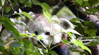 Animals leaves red pandas