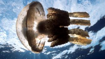 Animals medusa jellyfish wallpaper