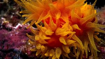 Animals sea anemones underwater sealife