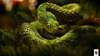 Animals snakes viper reptiles world wildlife fund