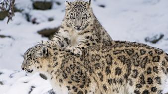 Animals snow leopards wallpaper
