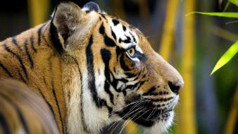 Animals tigers muzzle wallpaper