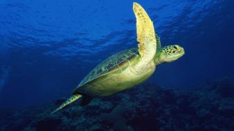 Animals turtles sea underwater wallpaper