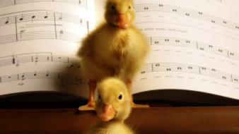 Birds animals ducks duckling musical notes baby wallpaper
