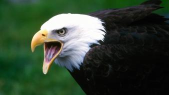 Birds animals head eagles wallpaper