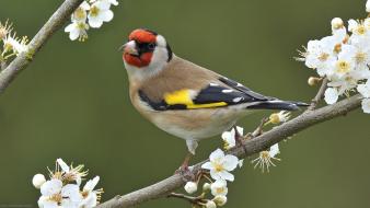 Birds white flowers goldfinch wallpaper