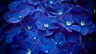 Blue flower wallpaper