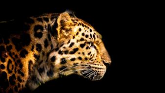 Cats leopards wallpaper