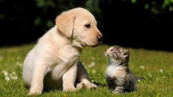 Cute golden retriever puppy