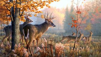 Deer wallpaper