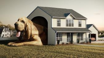 Dog house wallpaper