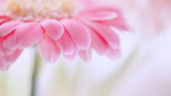 Flowers pink gerbera flower