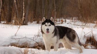 Forests animals dogs husky huskies wallpaper