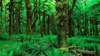 Forests grass landscapes moss nature wallpaper
