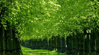 Green nature trees wallpaper