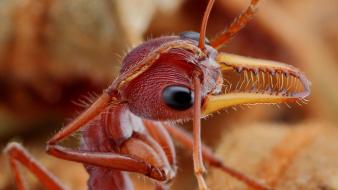 Insects ants macro hymenopthera bulldog ant wallpaper
