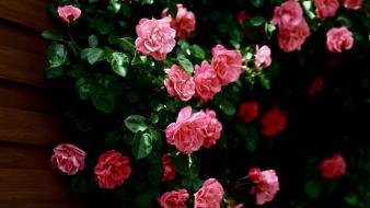 Pink rose plant wallpaper