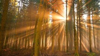 Sunrise landscapes nature trees forests rays wallpaper