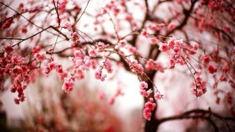 Trees blossoms wallpaper