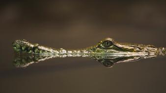 Water animals crocodiles reptiles reflections wallpaper