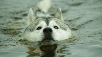 Water animals swimming huskies wallpaper