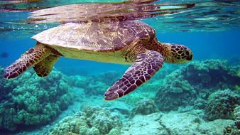 Water animals turtles sea wallpaper