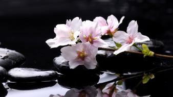 Water flowers stones drops magnolia reflections