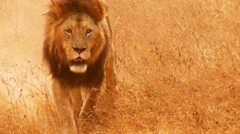 African lion pictures wallpaper