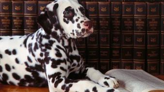 Animals dogs books dalmatians archigraph wallpaper