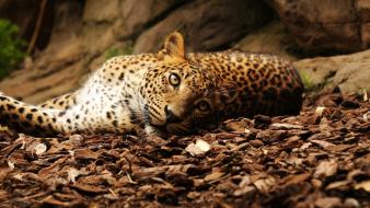 Animals feline leopards wild wallpaper