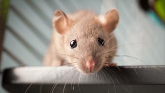 Animals rats mice wallpaper