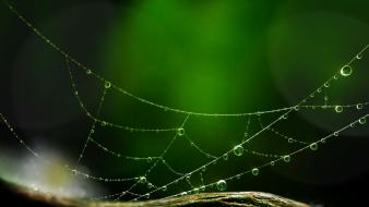 Animals water drops spider webs