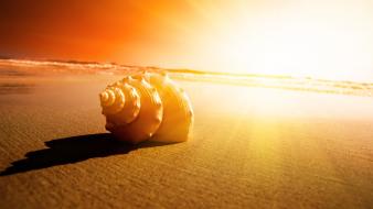 Beach seashells sunset wallpaper