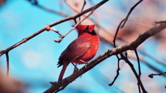 Birds cardinal northern wallpaper