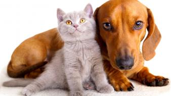 Cats animals dogs wallpaper